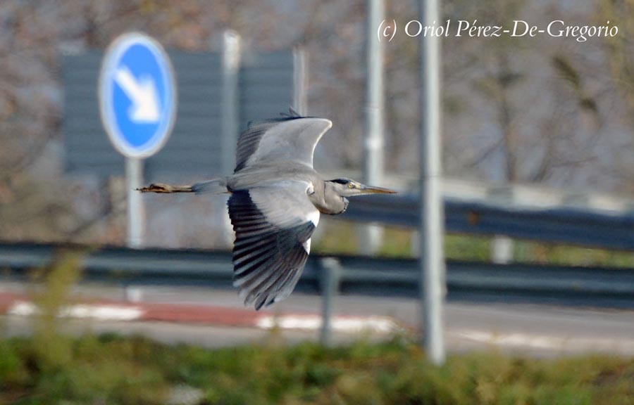 Ardea cinerea