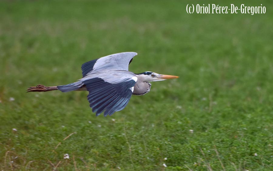 Ardea cinerea