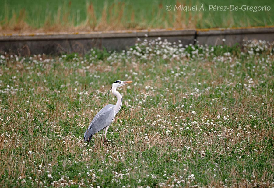 Ardea cinerea