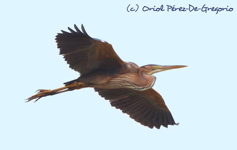 Ardea purpurea