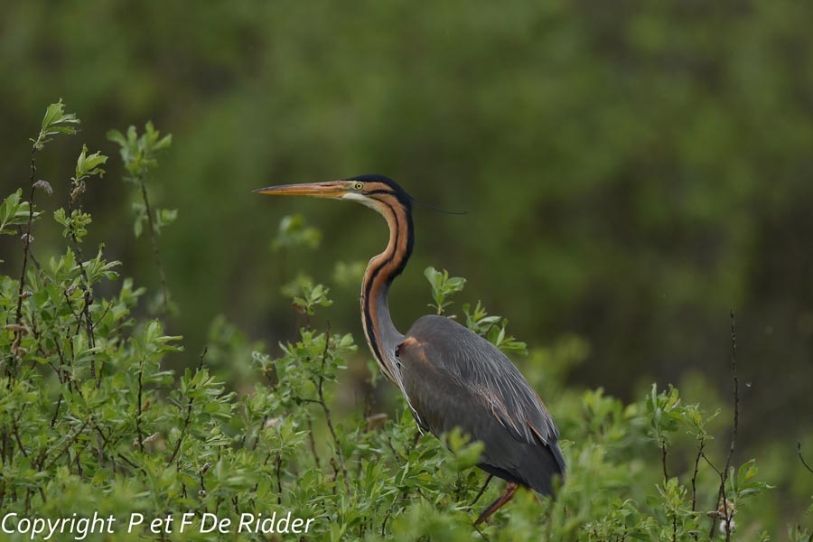 Ardea purpurea