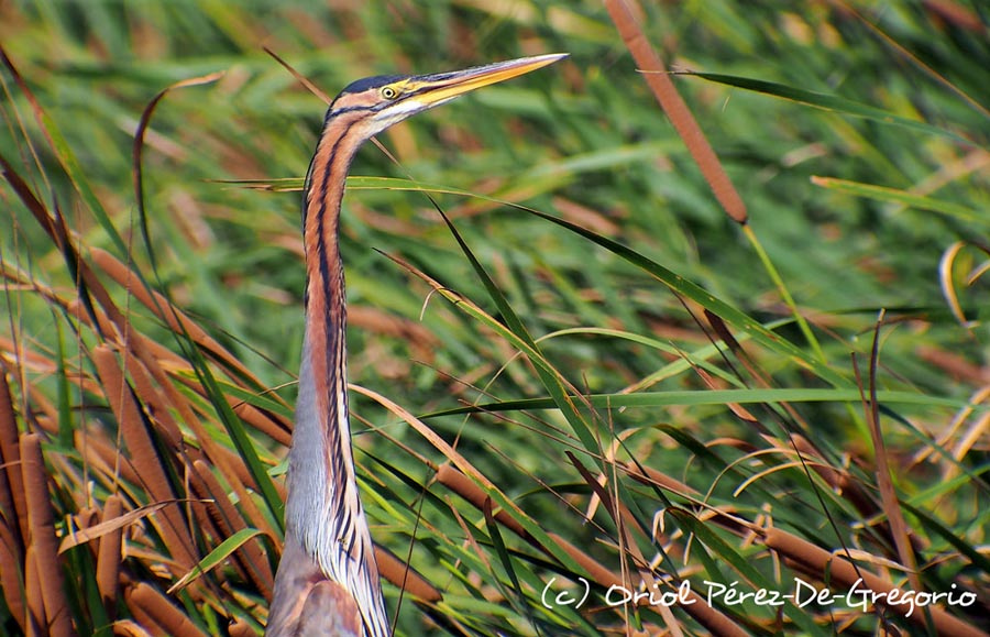 Ardea purpurea