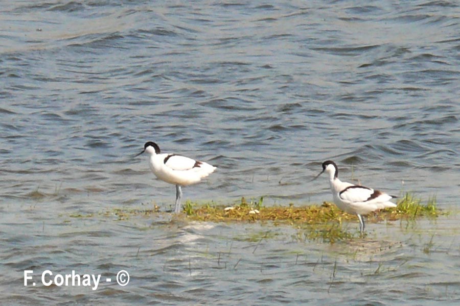 Recurvirostra avosetta (avocette élégante)