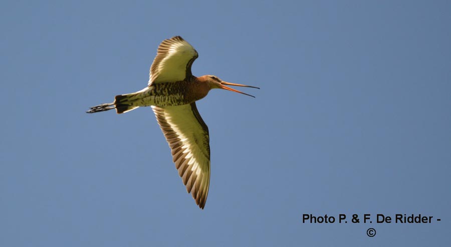 Limosa limosa (barge à queue noire)