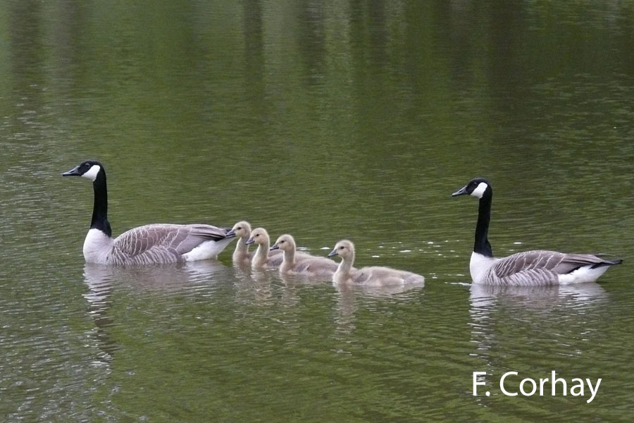 Branta canadensis