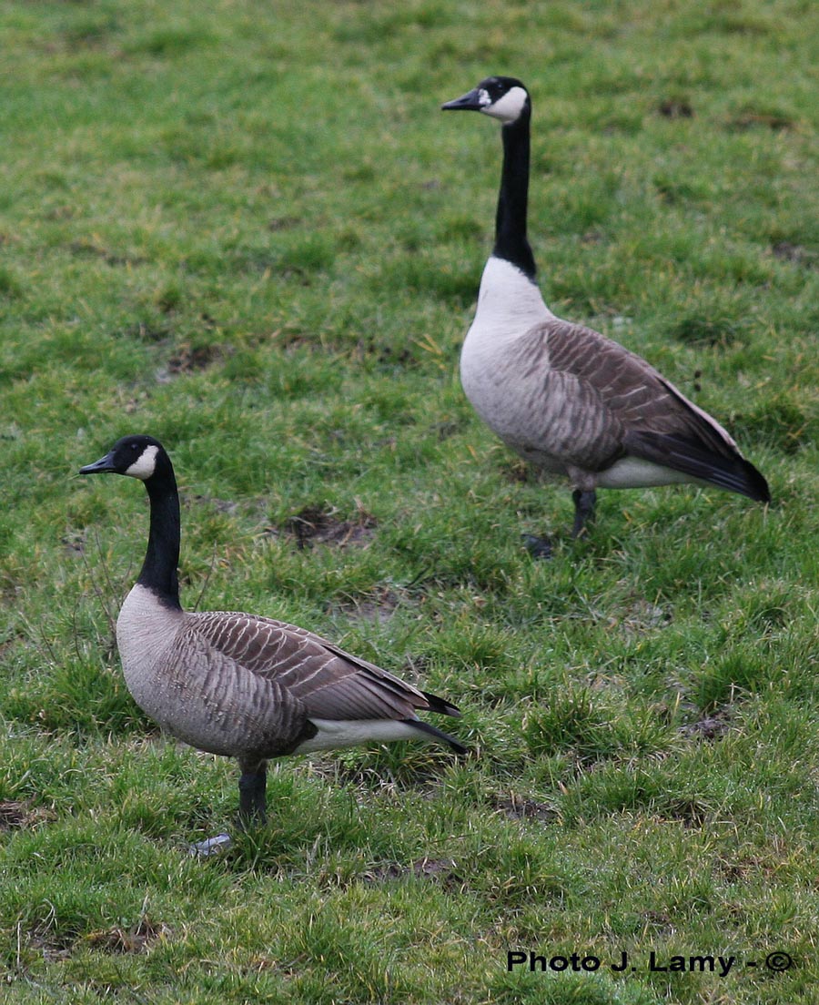 Branta canadensis