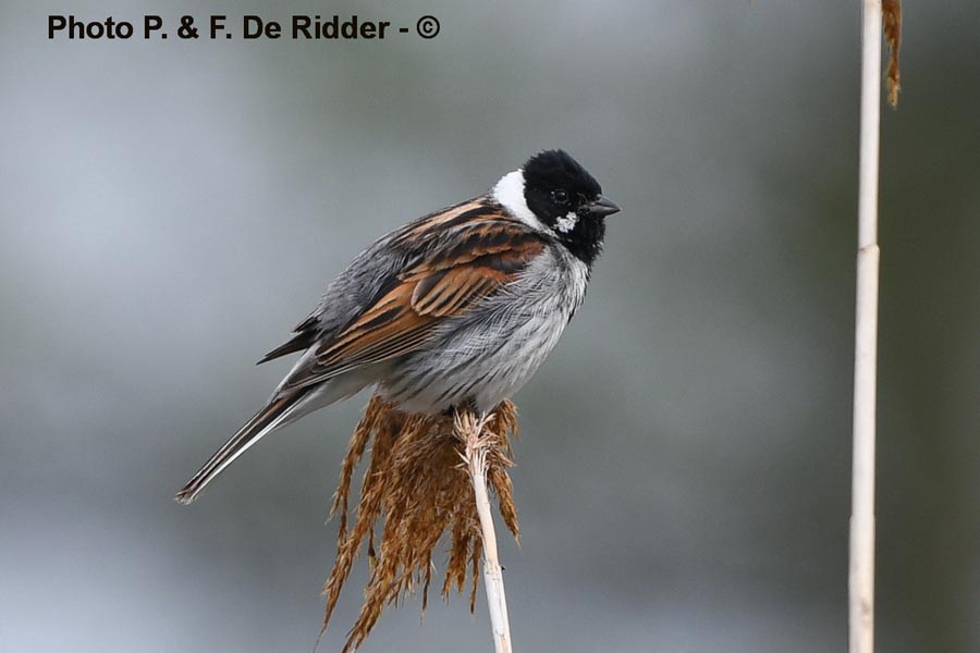 Emberiza schoeniclus