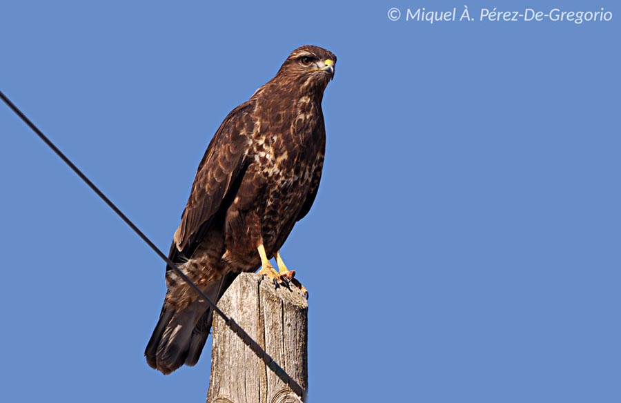 Buteo buteo