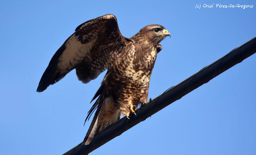 Buteo buteo