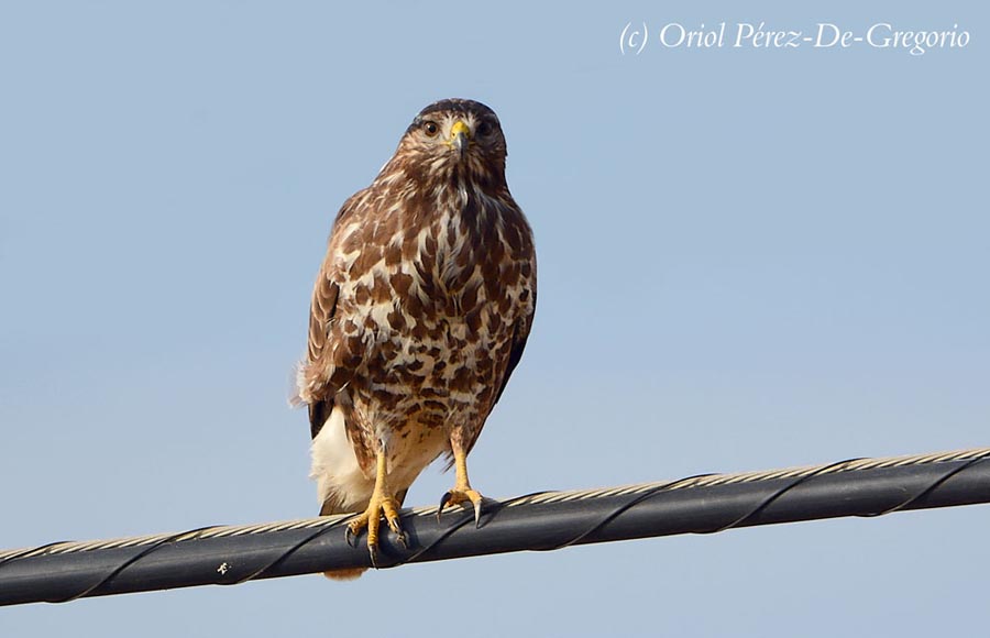 Buteo buteo