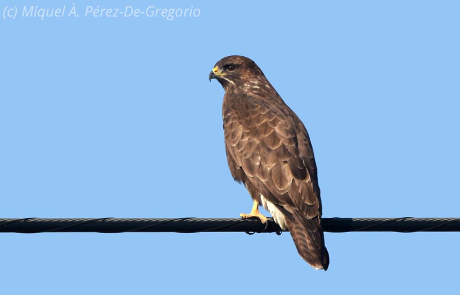 Buteo buteo