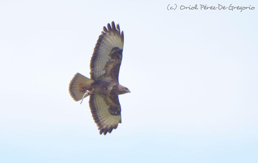 Buteo buteo