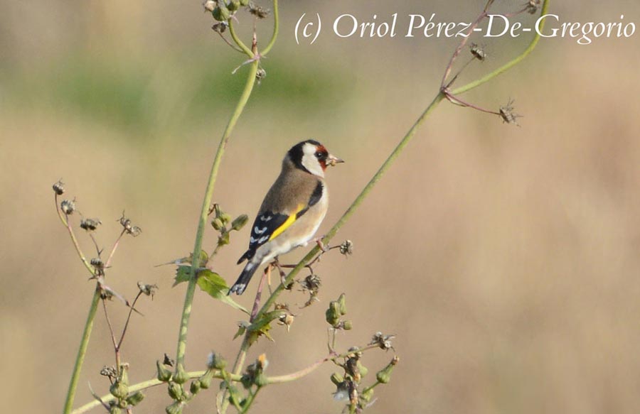 Carduelis carduelis