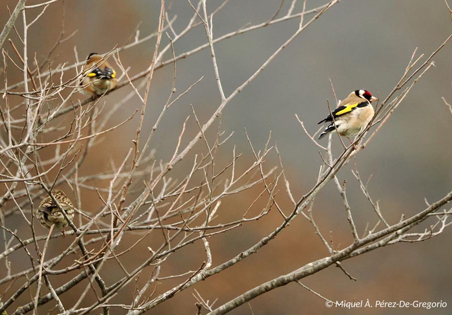 Carduelis carduelis