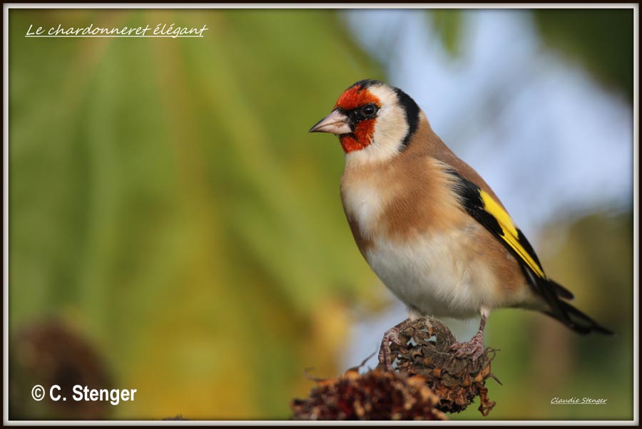 Carduelis carduelis