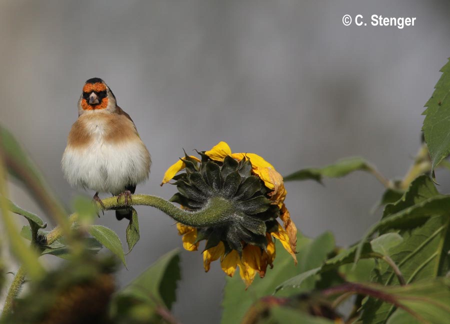 Carduelis carduelis