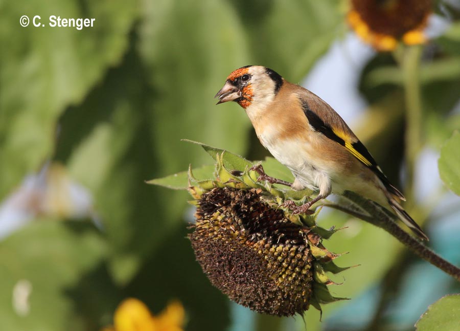 Carduelis carduelis