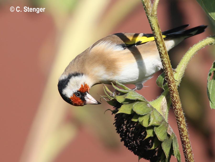 Carduelis carduelis