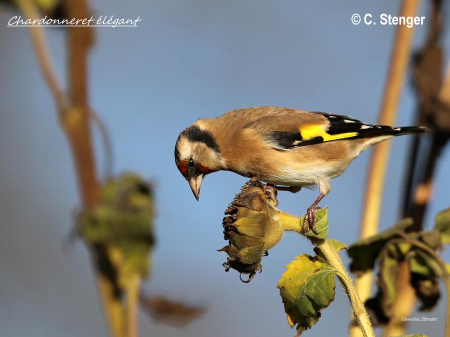 Carduelis carduelis