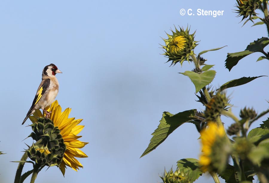 Carduelis carduelis