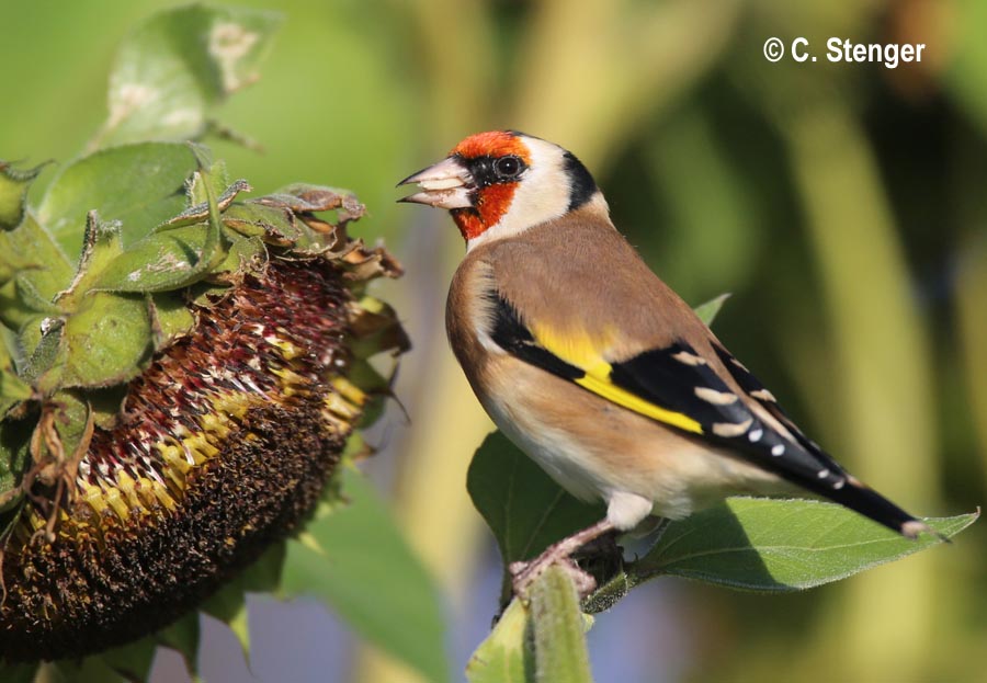 Carduelis carduelis