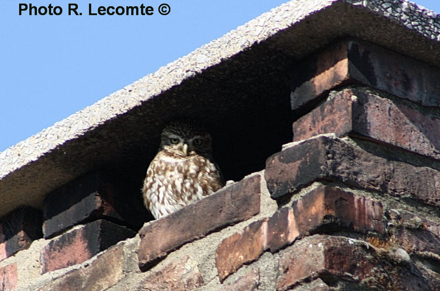 Athene noctua (F. et P. De Ridder, M. Pérez De Gregorio)