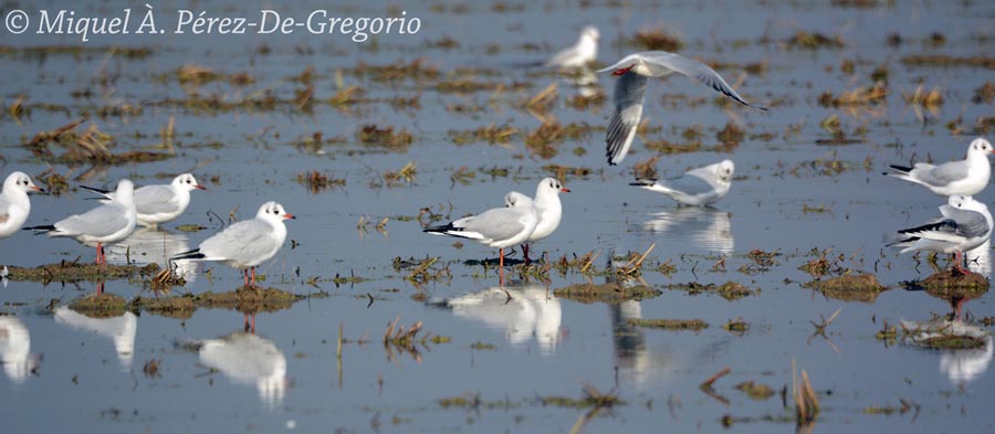 Chroicocephalus (Larus) ridibundus