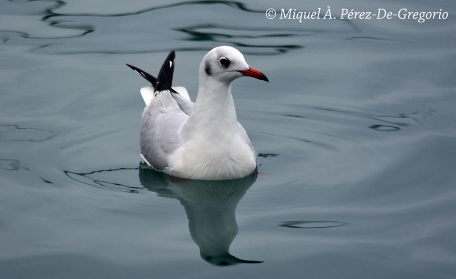 Chroicocephalus (Larus) ridibundus