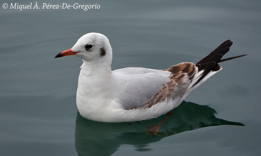 Chroicocephalus (Larus) ridibundus