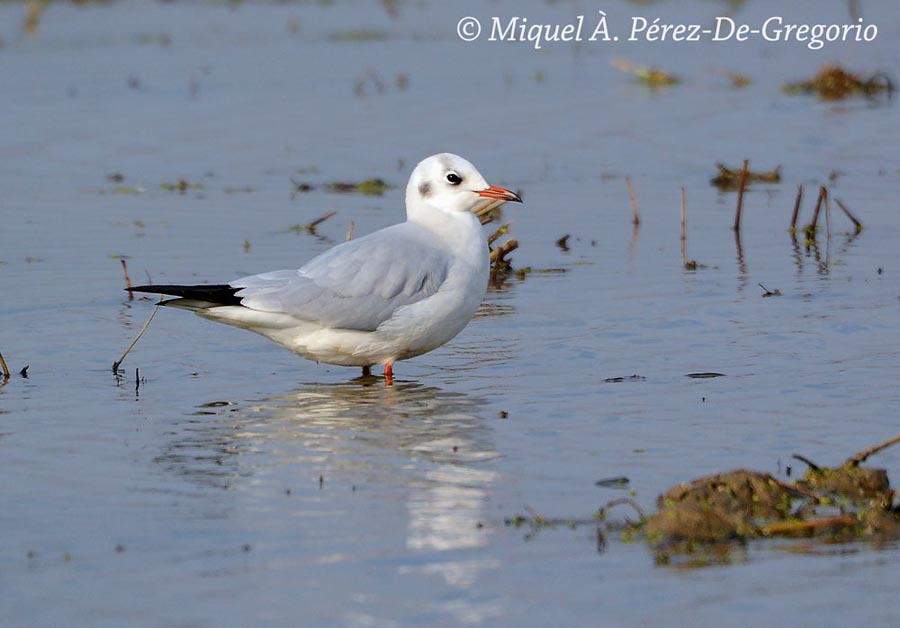 Chroicocephalus (Larus) ridibundus