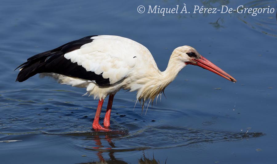 Ciconia ciconia