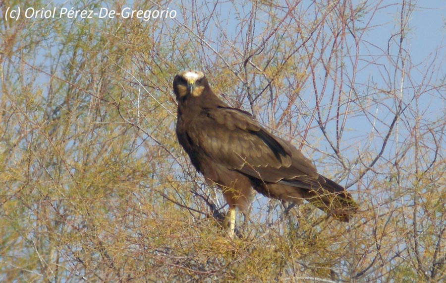 Circus aeruginosus