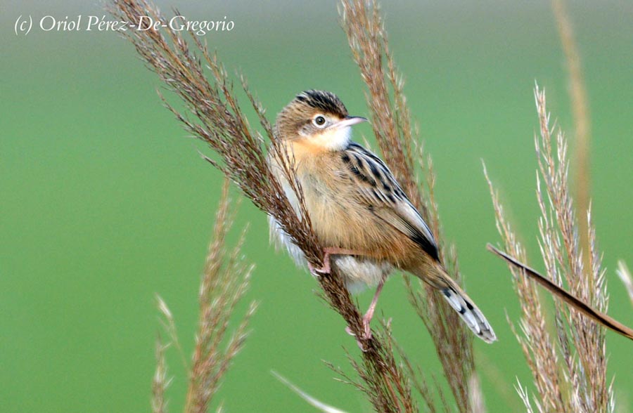 Cisticola juncidis