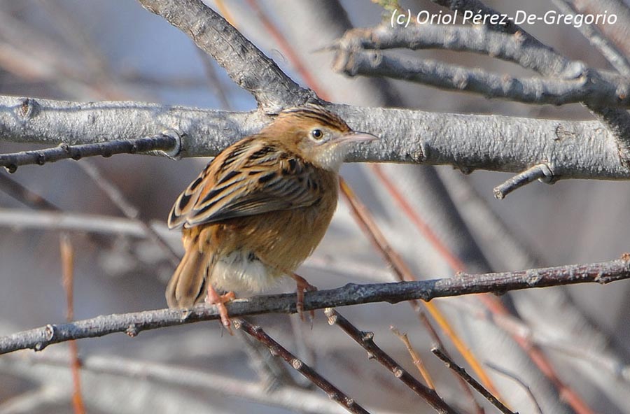 Cisticola juncidis