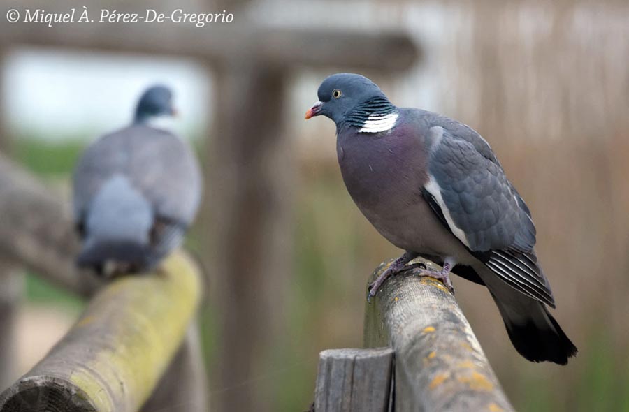 Columba palumbus