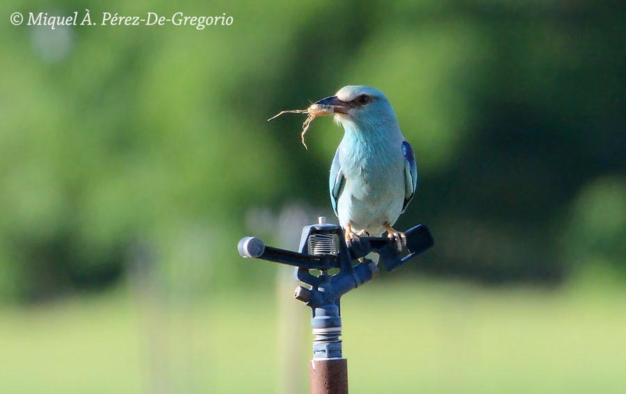 Coracias garrulus