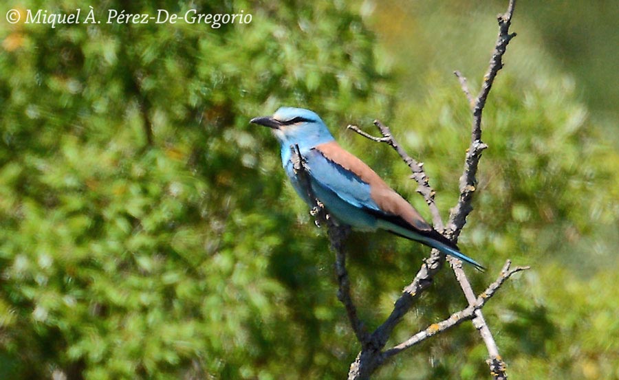 Coracias garrulus