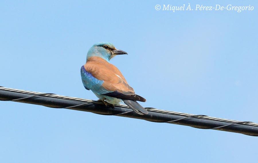 Coracias garrulus