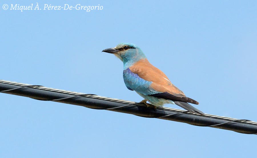 Coracias garrulus