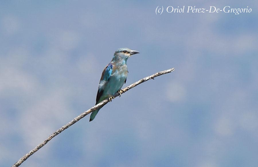 Coracias garrulus