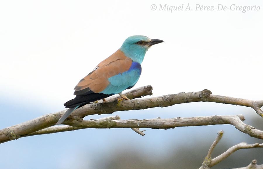 Coracias garrulus