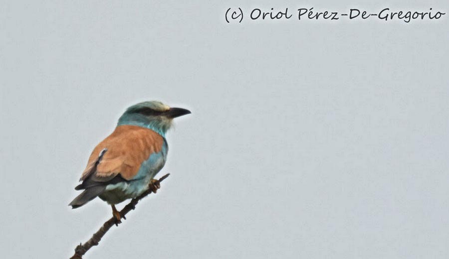 Coracias garrulus