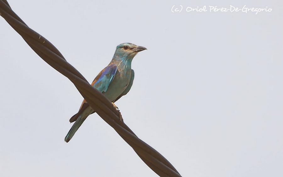 Coracias garrulus