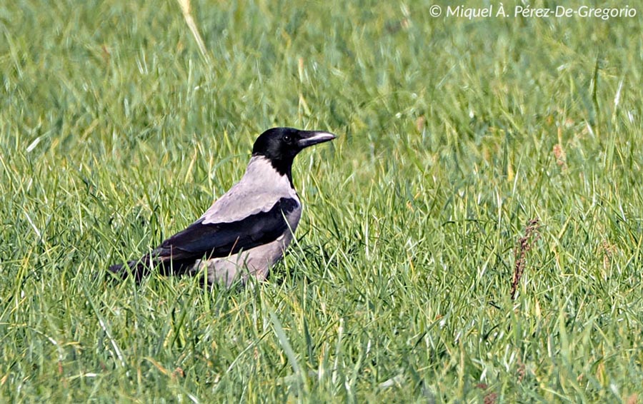 Corvus cornix