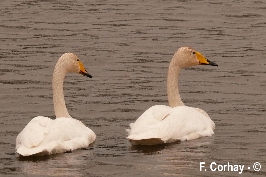 Cygnus cygnus (cygne chanteur)