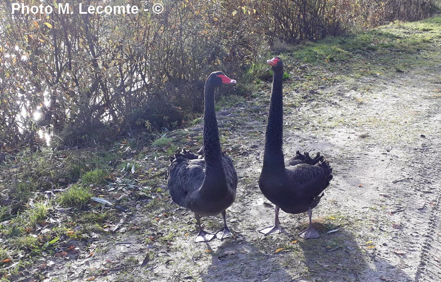 Cygnus atratus (cygne noir)