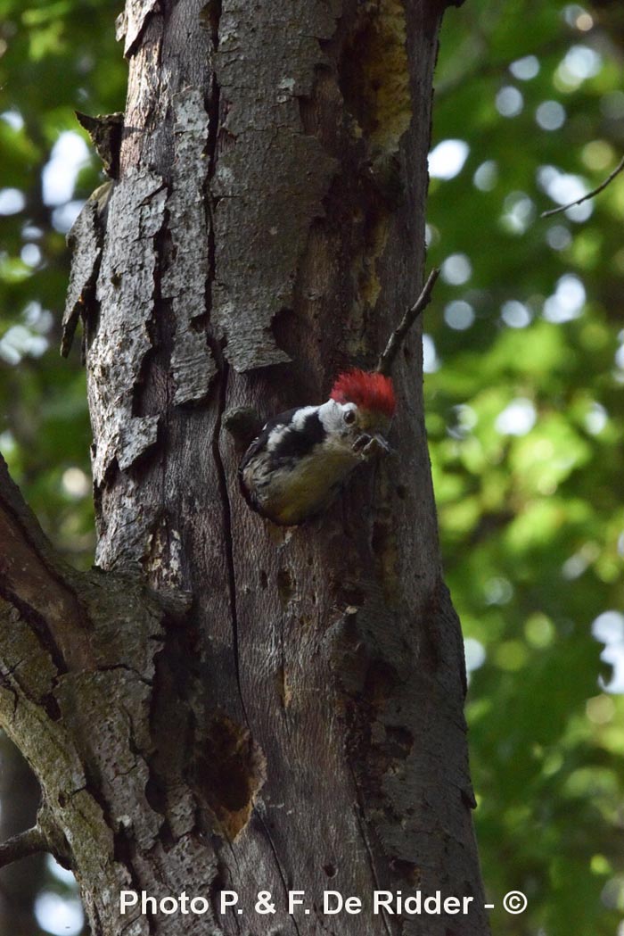 Dendrocoptes medius