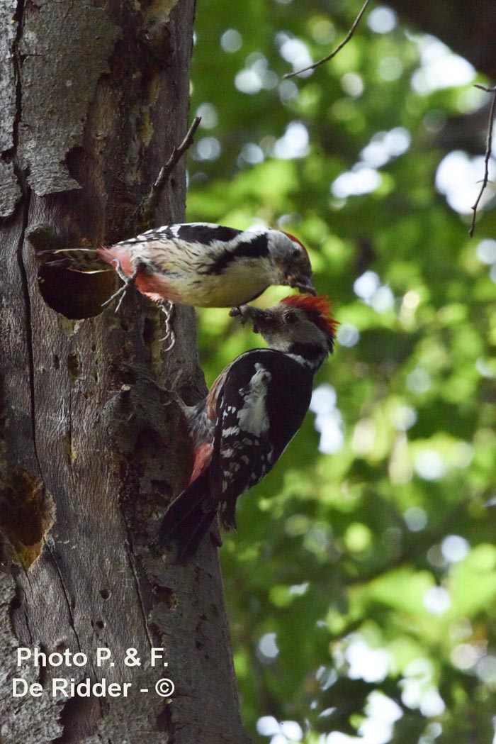 Dendrocoptes medius