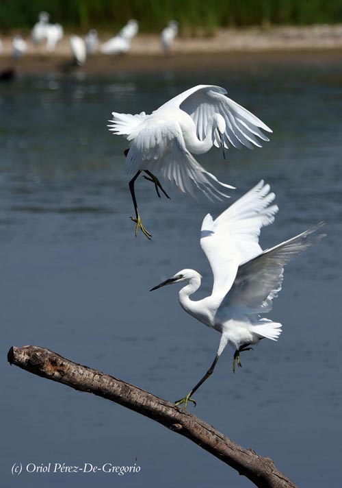 Egretta garzetta