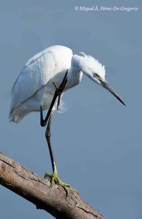 Egretta garzetta